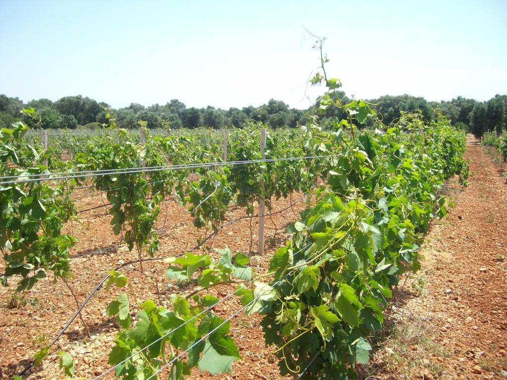 פרנקווילה פונטנה Masseria Nuova מראה חיצוני תמונה