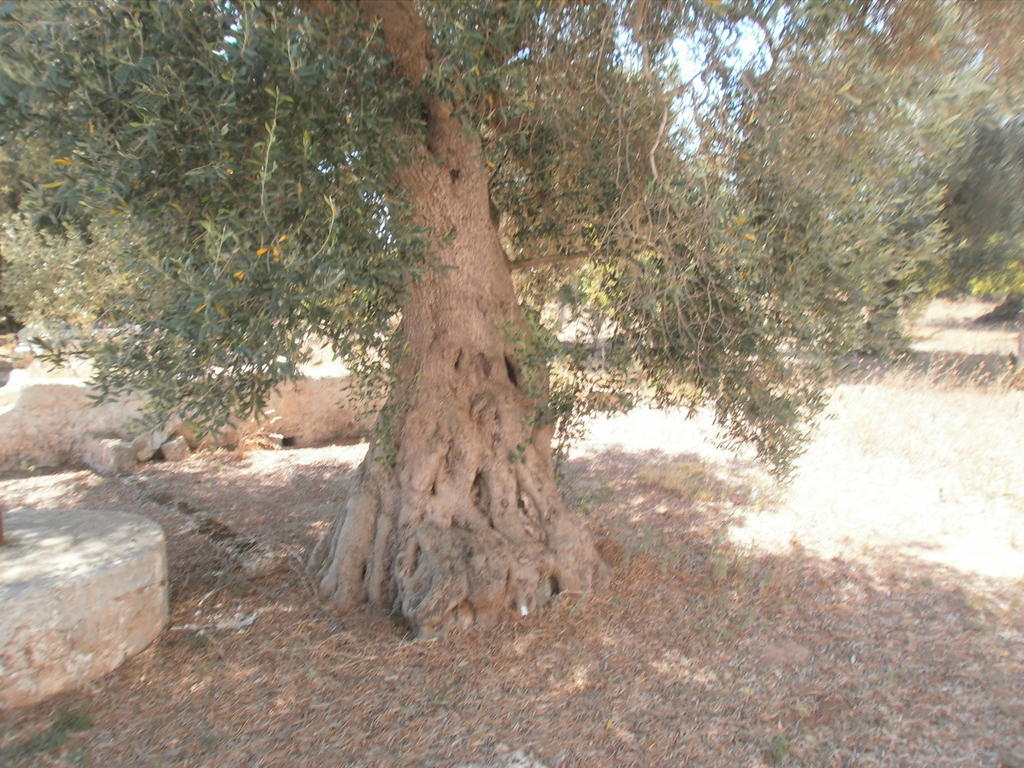 פרנקווילה פונטנה Masseria Nuova מראה חיצוני תמונה